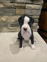 Boxer 3, a female Boxer for sale in Muscle Shoals, AL – 1 of 2