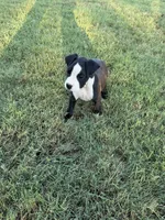 Boxer 3, a female Boxer for sale in Muscle Shoals, AL – 2 of 3