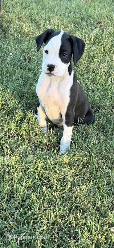 Boxer 1 – Boxer puppy for sale in Muscle Shoals, AL