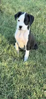 Boxer 1, a female Boxer for sale in Muscle Shoals, AL – 1 of 3