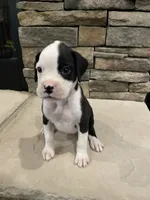 Boxer 1, a female Boxer for sale in Muscle Shoals, AL – 2 of 2