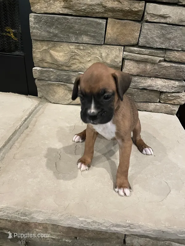 Boxer 5 – Boxer puppy for sale in Muscle Shoals, AL