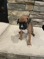 Boxer 5, a female Boxer for sale in Muscle Shoals, AL – 1 of 2