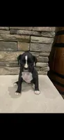 Boxer 2, a female Boxer for sale in Muscle Shoals, AL – 2 of 2