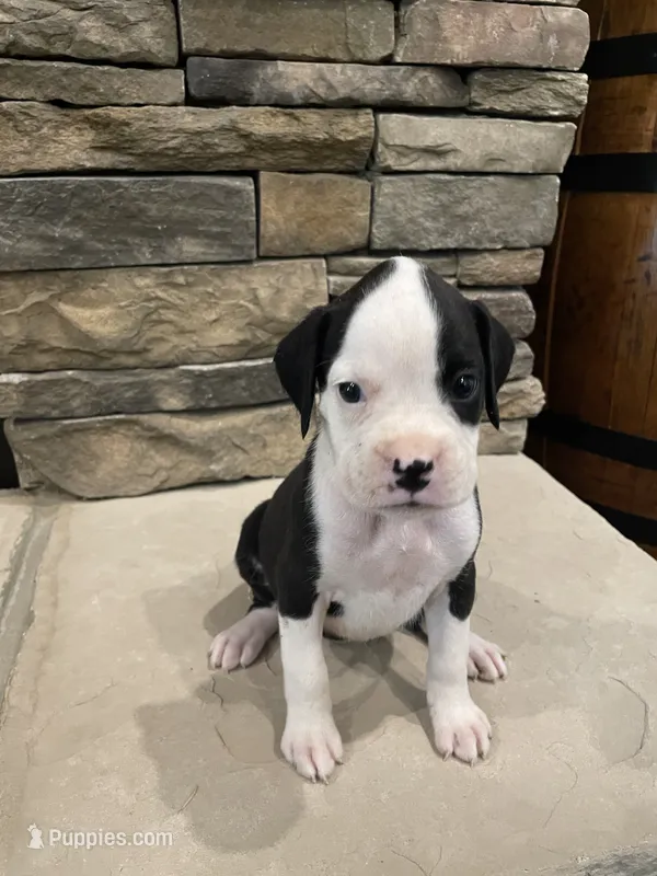Boxer 1 – Boxer puppy for sale in Muscle Shoals, AL