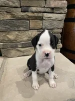 Boxer 1, a female Boxer for sale in Muscle Shoals, AL – 1 of 2