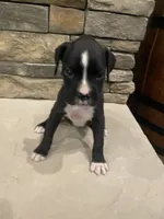 Boxer 2, a female Boxer for sale in Muscle Shoals, AL – 1 of 2