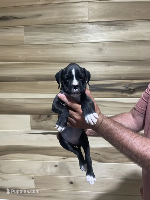 Boxer 2 – Boxer puppy for sale in Muscle Shoals, AL