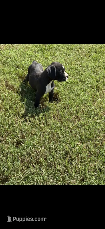 Boxer 4 – Boxer puppy for sale in Muscle Shoals, AL
