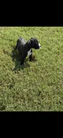 Boxer 4, a male Boxer for sale in Muscle Shoals, AL – 1 of 3