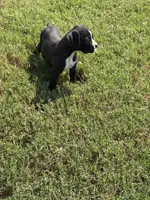 Boxer 4, a male Boxer for sale in Muscle Shoals, AL – 3 of 3