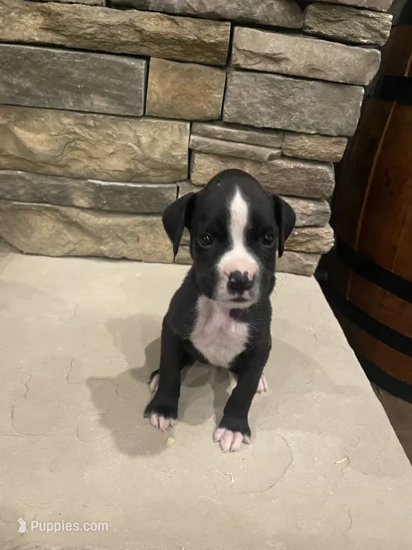 Boxer 4 – Boxer puppy for sale in Muscle Shoals, AL