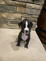 Boxer 4, a male Boxer for sale in Muscle Shoals, AL – 1 of 1