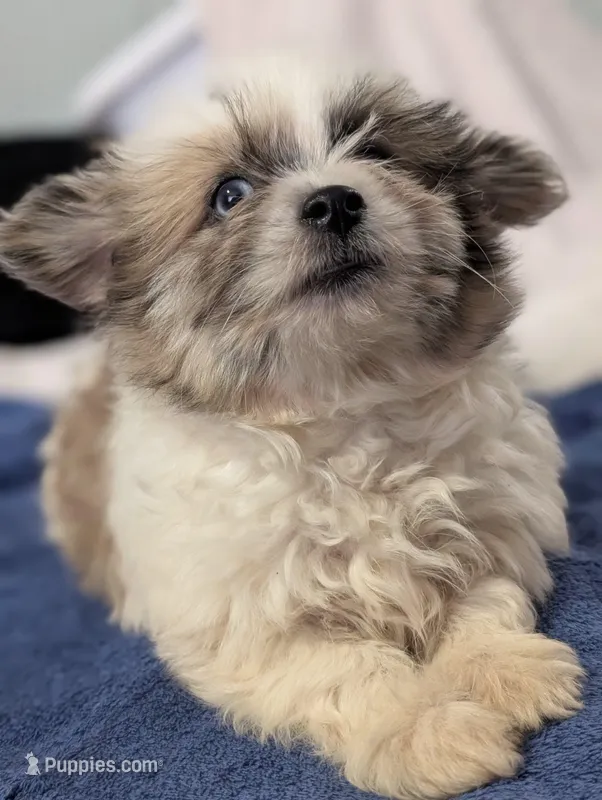 Oreo – Shih Tzu, Shiranian puppy for sale in Peoria, AZ