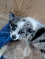 Oreo, a female Shih Tzu and Shiranian for sale in Peoria, AZ – Photo 3 of 3