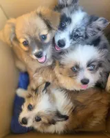 Oreo, a female Shih Tzu and Shiranian for sale in Peoria, AZ – Photo 2 of 3