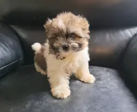 Jojo, a male Havanese and Shih Tzu for sale in Pontiac, MI – 2 of 4