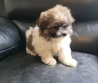 Jojo, a male Havanese and Shih Tzu for sale in Pontiac, MI – 3 of 4