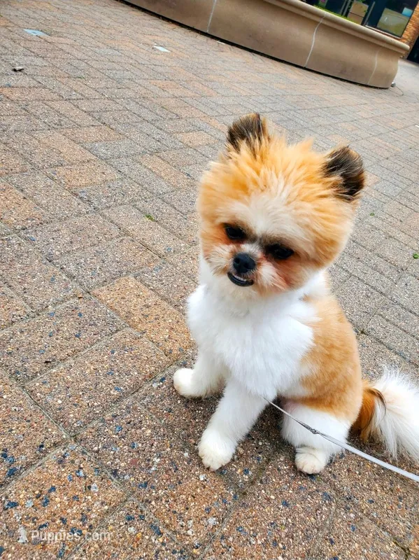 Jojo – Havanese, Shih Tzu puppy for sale in Pontiac, MI