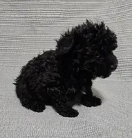 Black Male, a male Poodle - Toy  for sale in Gonzales, LA – 4 of 4