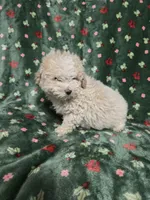 Fluffy Cream Male, a male Poodle - Toy  for sale in Gonzales, LA – 2 of 3