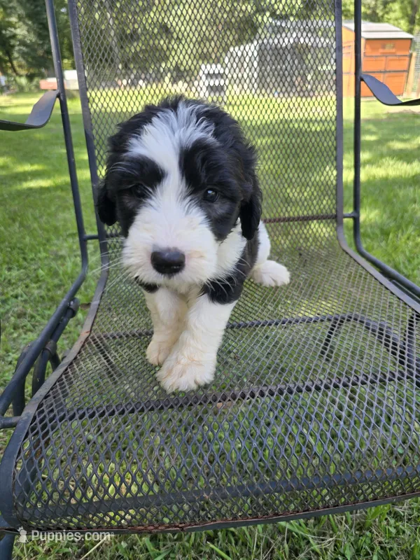 Female Sheepadoodle  – Old English Sheepdog, Poodle - Standard  puppy for sale in Gonzales, LA