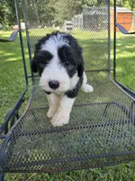 Female Sheepadoodle , a female Old English Sheepdog and Poodle - Standard  for sale in Gonzales, LA – 1 of 3