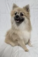 Male Pomeranian , a male Pomeranian for sale in Gonzales, LA – 4 of 5