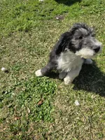 Female Gray Face Sheepadoodle , a female Sheepadoodle for sale in Gonzales, LA – Photo 2 of 4