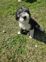 Female Gray Face Sheepadoodle , a female Sheepadoodle for sale in Gonzales, LA – Photo 3 of 4