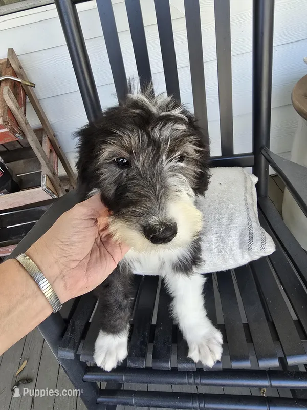 Female Gray Face Sheepadoodle 