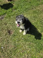 Female Gray Face Sheepadoodle , a female Sheepadoodle for sale in Gonzales, LA – Photo 4 of 4