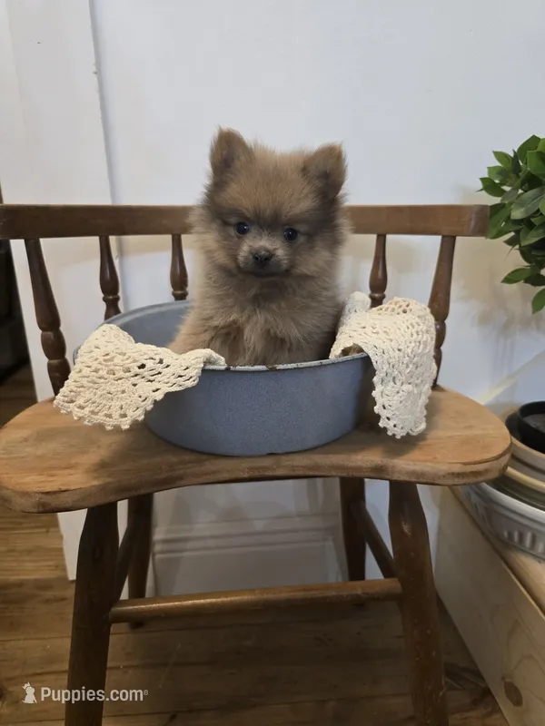 Sable Fox Male – Pomeranian puppy for sale in Gonzales, LA