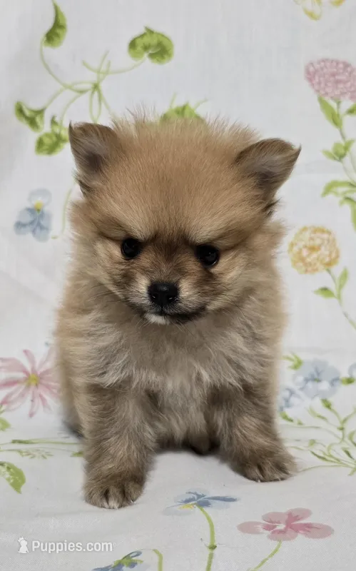 Lightest Male – Pomeranian puppy for sale in Gonzales, LA