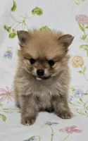 Lightest Male, a male Pomeranian for sale in Gonzales, LA – Photo 1 of 4