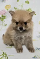 Lightest Male, a male Pomeranian for sale in Gonzales, LA – Photo 4 of 4