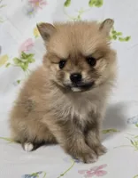 Lightest Male, a male Pomeranian for sale in Gonzales, LA – Photo 2 of 4