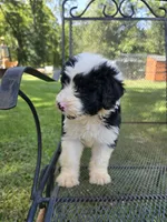 Male Sheepadoodle , a male Sheepadoodle for sale in Gonzales, LA – 3 of 4