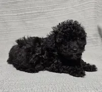 Black Female , a female Poodle - Toy  for sale in Gonzales, LA – 2 of 4