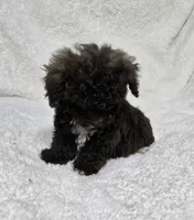 Teacup Chocolate Male, a male Poodle - Toy  for sale in Gonzales, LA – 2 of 3