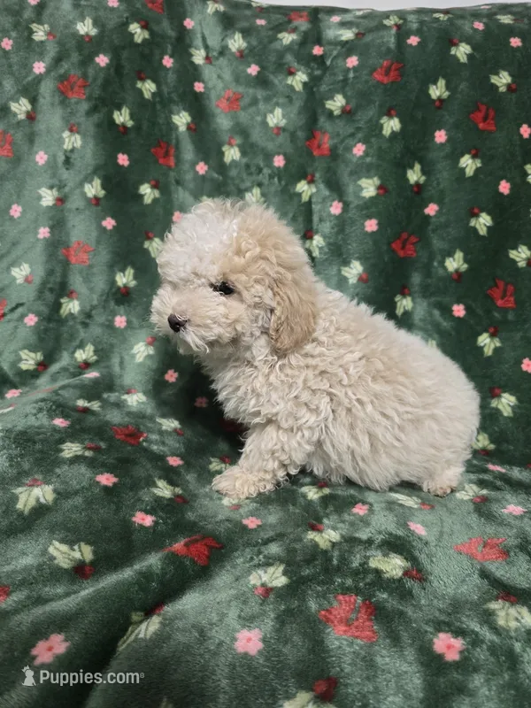 Fluffy Cream Male – Poodle - Toy  puppy for sale in Gonzales, LA