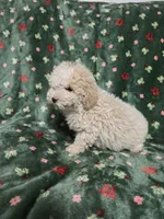 Fluffy Cream Male, a male Poodle - Toy  for sale in Gonzales, LA – 1 of 3