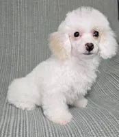 Cream Female, a female Poodle - Toy  for sale in Gonzales, LA – 2 of 4