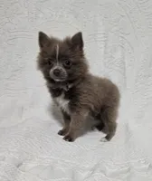 Male Teacup Pomeranian , a male Pomeranian for sale in Gonzales, LA – 2 of 4