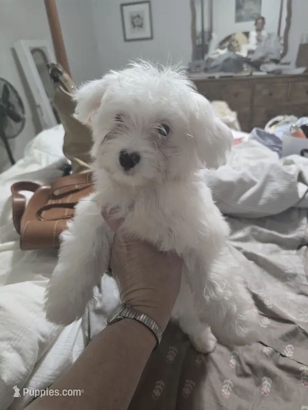 White Shitzu/Poodle mix – Poodle - Toy  puppy for sale in Gonzales, LA