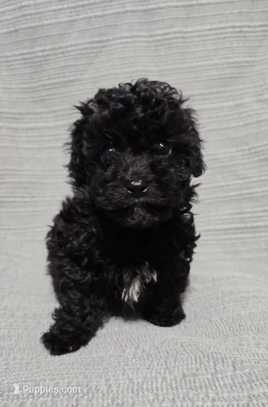 Black Female  – Poodle - Toy  puppy for sale in Gonzales, LA