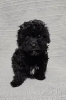 Black Female , a female Poodle - Toy  for sale in Gonzales, LA – 1 of 4