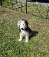 Female White Face sheepadoodle , a female Sheepadoodle for sale in Gonzales, LA – Photo 2 of 3