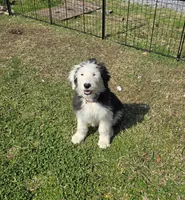 Female White Face sheepadoodle , a female Sheepadoodle for sale in Gonzales, LA – Photo 1 of 3