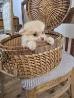 Tan Male Pomeranian , a male Pomeranian for sale in Gonzales, LA – 2 of 4